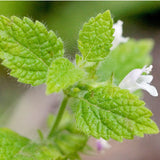 Organic Lemon Balm