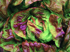 Yugoslavian Red Butterhead Lettuce