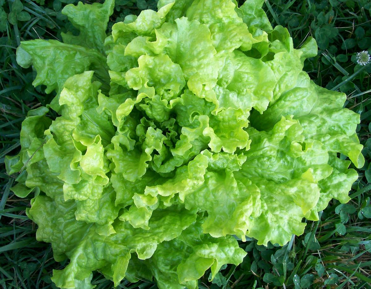 Black-Seeded Simpson Looseleaf Lettuce
