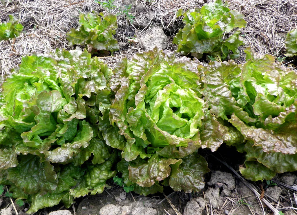 Drunken Woman Lettuce