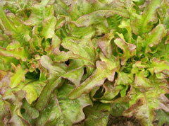 Bronze Arrow Lettuce