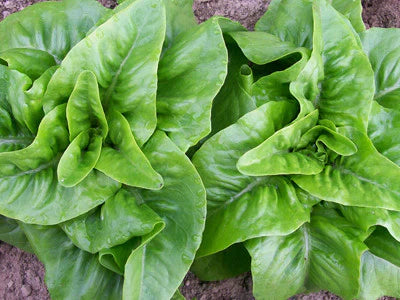 Deer Tongue (Matchless) Lettuce