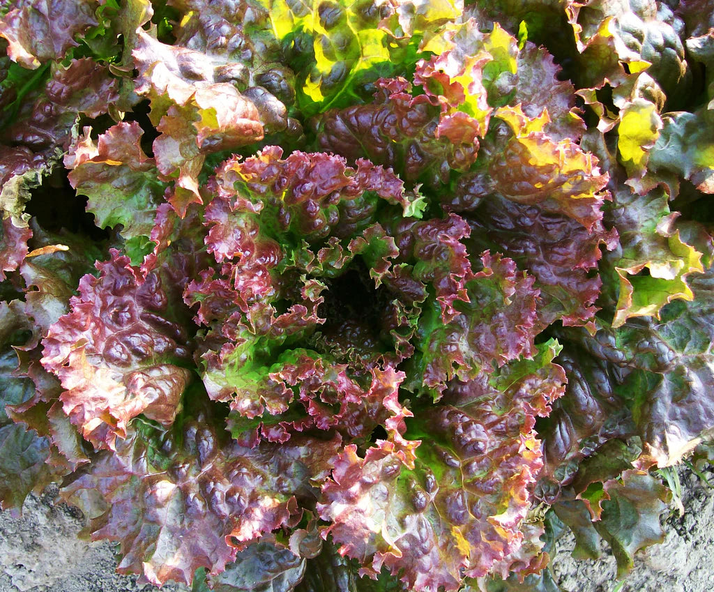 Red Sails Lettuce