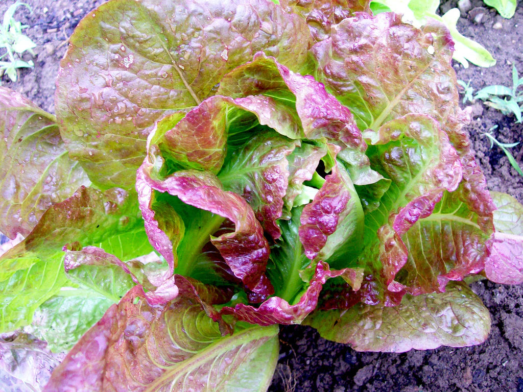 Sweet Valentine Lettuce