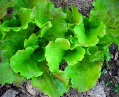 Sierra Lettuce