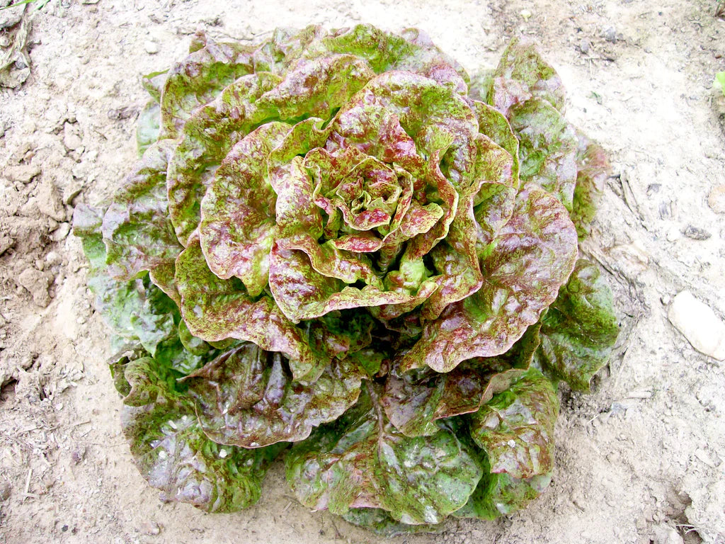 Speckled Bibb Lettuce