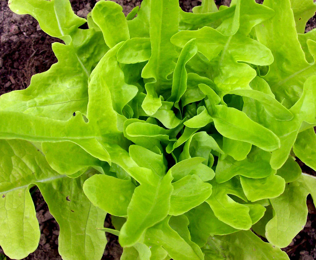 Thai Oakleaf (Thai 88) Lettuce