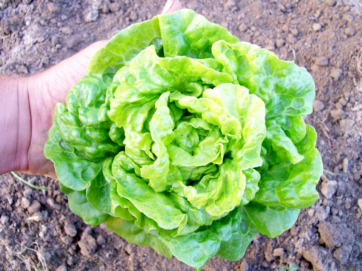 Tom Thumb Bibb (Butterhead) Lettuce