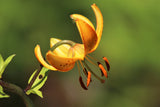 20 COLUMBIAN TIGER LILY Oregon Lily Lilium Columbianum syn. Canadense Parviflorum Orange Maroon Spotted Native Flower Seeds