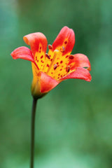 15 WESTERN HYBRIDS LILY Tiger, Leopard, Lemon, Alpine, Kellogg - Mixed Colors Pink, Red, Yellow, Orange - Native Lilium Flower Seeds