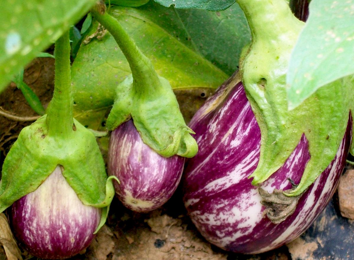 Listada De Gandia Eggplant
