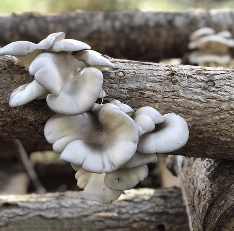 Organic Blue Oyster Mushroom Log Kit