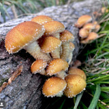 Organic Chestnut Mushroom Log Kit