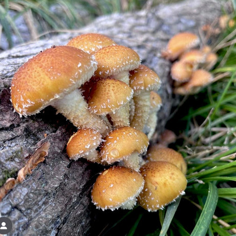 Organic Chestnut Mushroom Log Kit