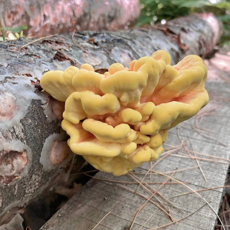 Organic Chicken of the Woods Mushroom Log Kit