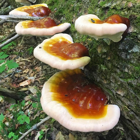Organic Hemlock Reishi Mushroom Log Kit