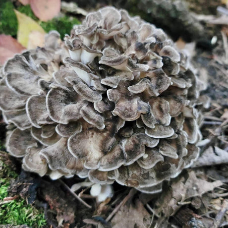 Organic Hen of the Woods (Maitake) Mushroom Log Kit