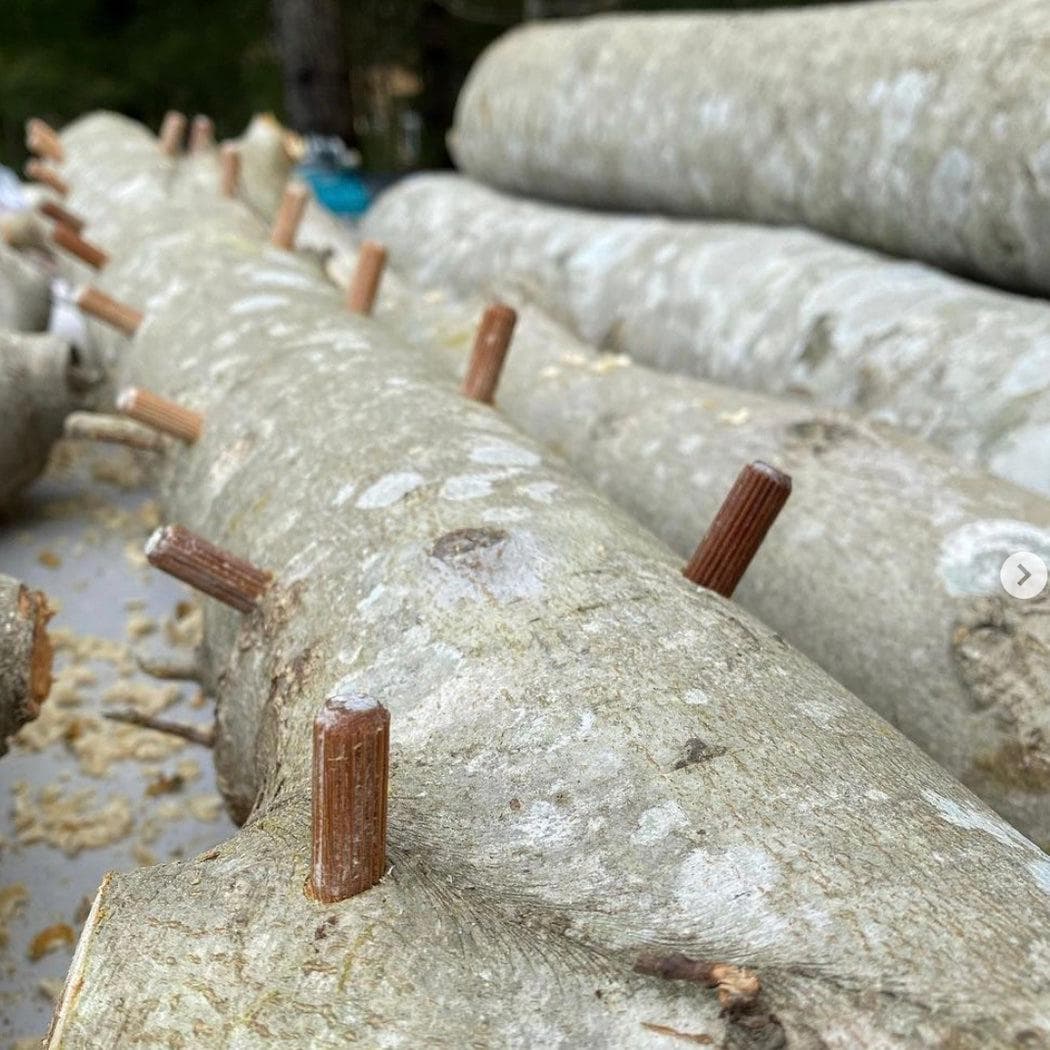 Mushroom Log Beginner Bundle