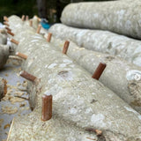 Mushroom Log Beginner Bundle