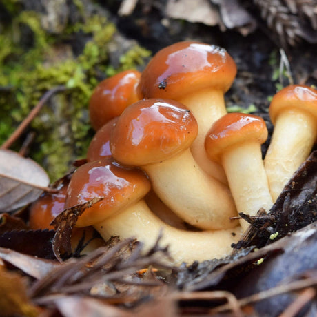 Organic Nameko Mushroom Log Kit