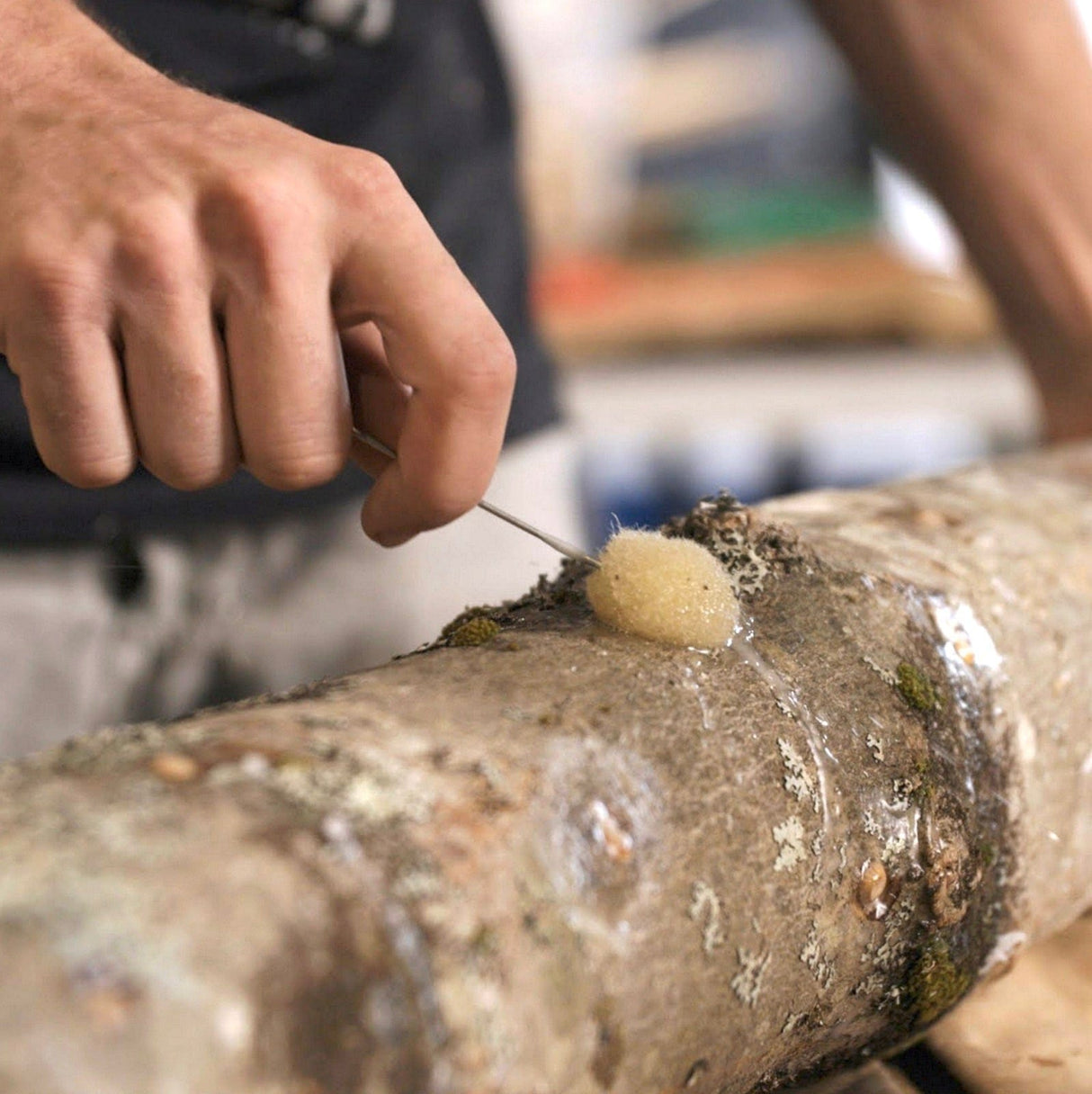 Organic Nameko Mushroom Log Kit