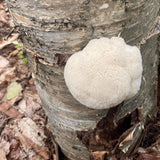 Organic Lion's Mane Mushroom Log Kit