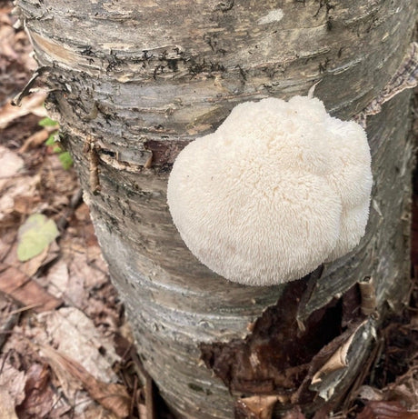Organic Lion's Mane Mushroom Log Kit