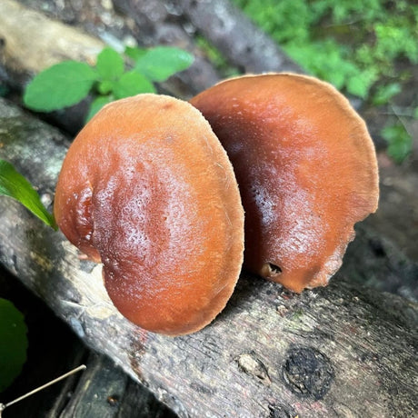 Organic Red Reishi Mushroom Log Kit