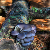 Sawdust Spawn Complete Mushroom Log Kit