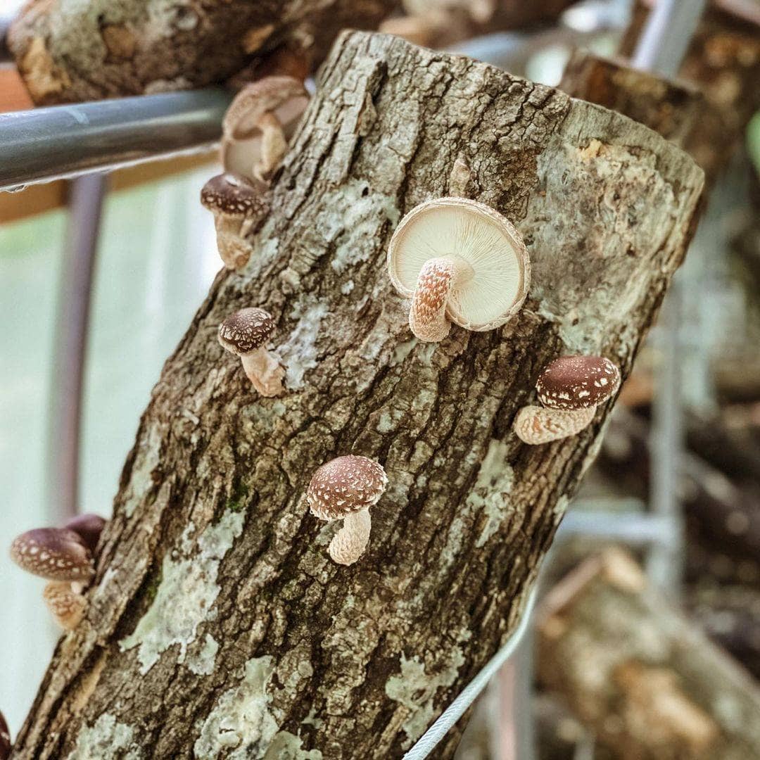 Sawdust Spawn Complete Mushroom Log Kit