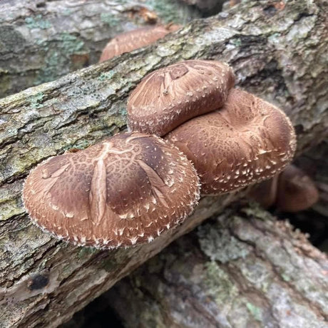 Organic Shiitake Mushroom Log Kit
