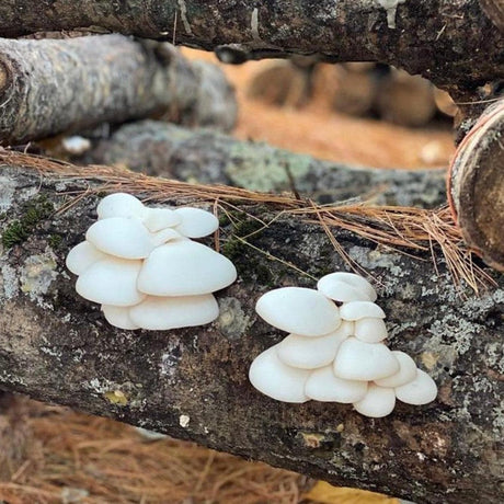 Organic Snow Oyster Mushroom Log Kit