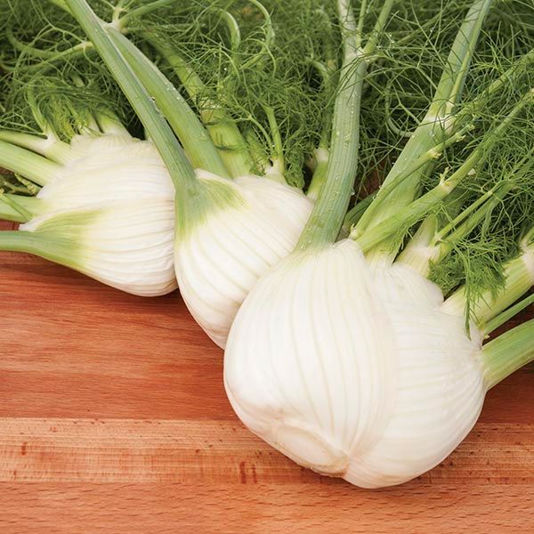 Preludio F1 Fennel