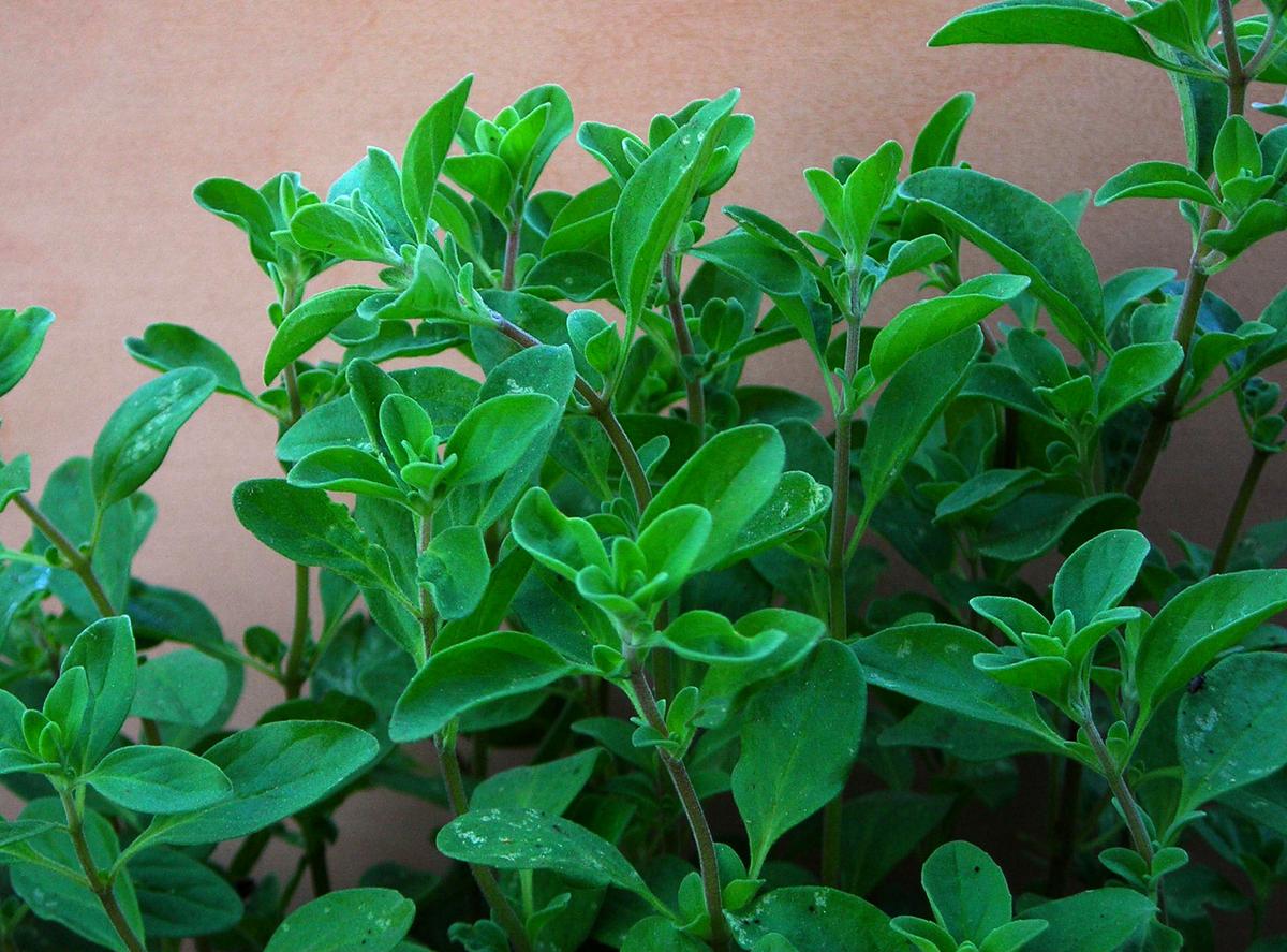 Marjoram, Sweet