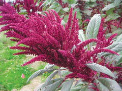 Mayo Indian Amaranth