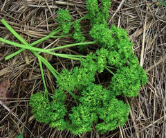 Moss Curled Parsley