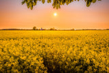 1000 Dwarf ESSEX RAPE KALE Rapeseed Brassica Napus Vegetable Seeds