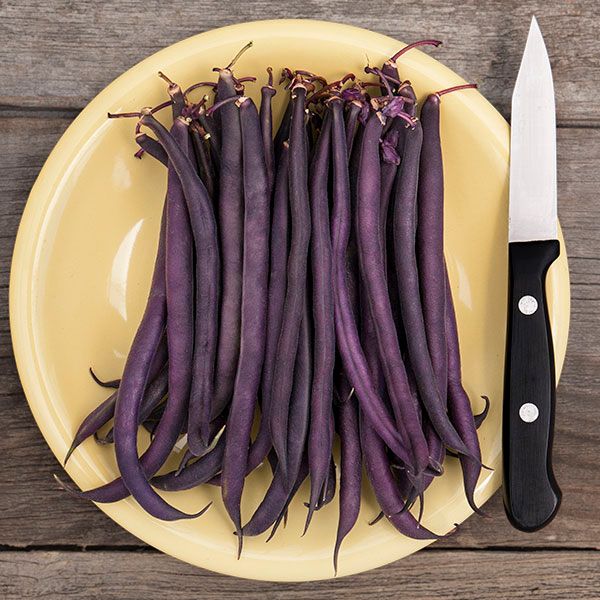 Royal Burgundy Bush Bean