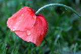 2000 MIXED Colors SHIRLEY POPPY ( aka Corn / Field / Flanders ) Papaver Rhoeas Flower Seeds