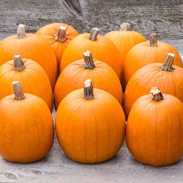 New England Pie Pumpkin