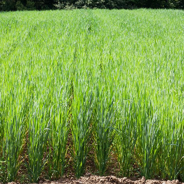 Oats