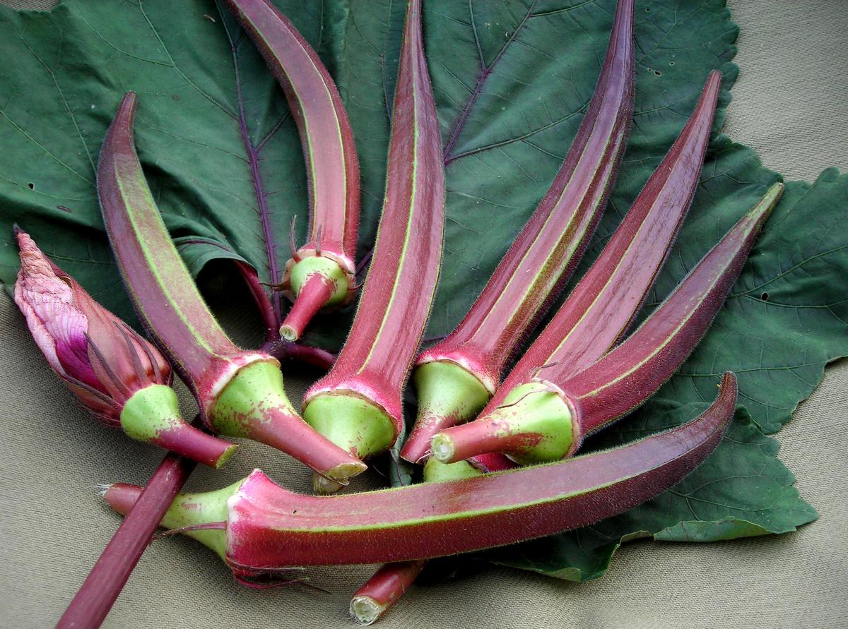 Bowling Red Okra