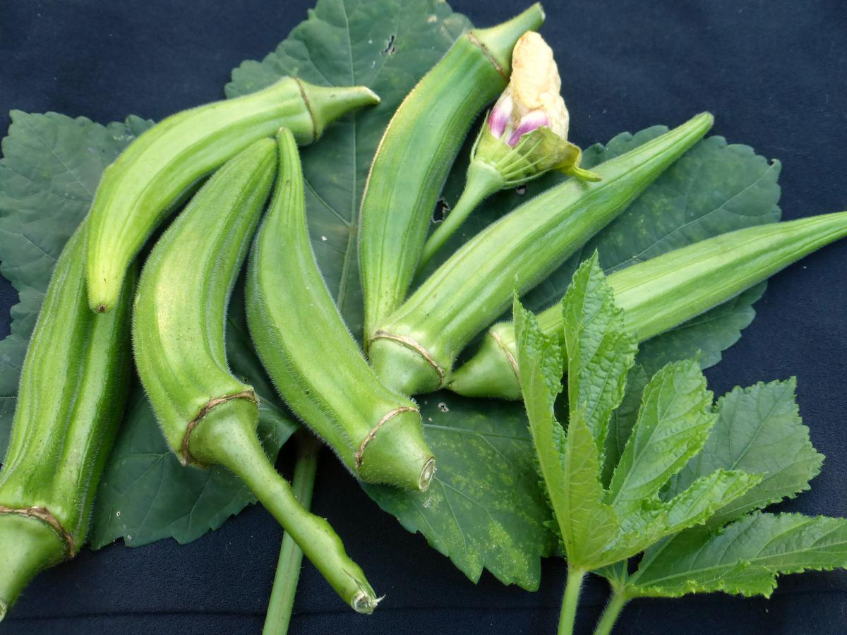 Clemson Spineless Okra