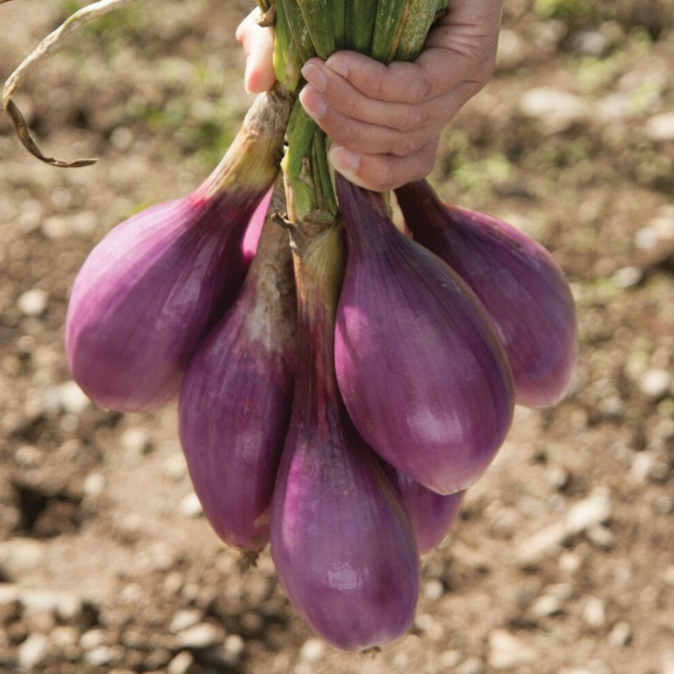 Red Long of Tropea Onion