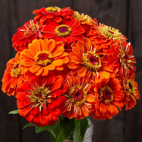 Orange Zinnia