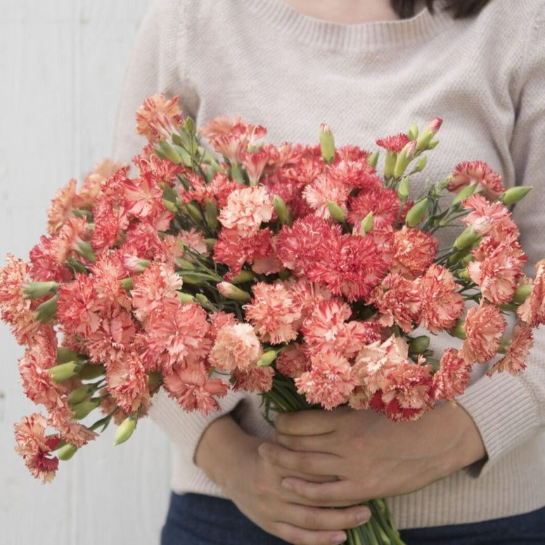 Orange Sherbert Carnation