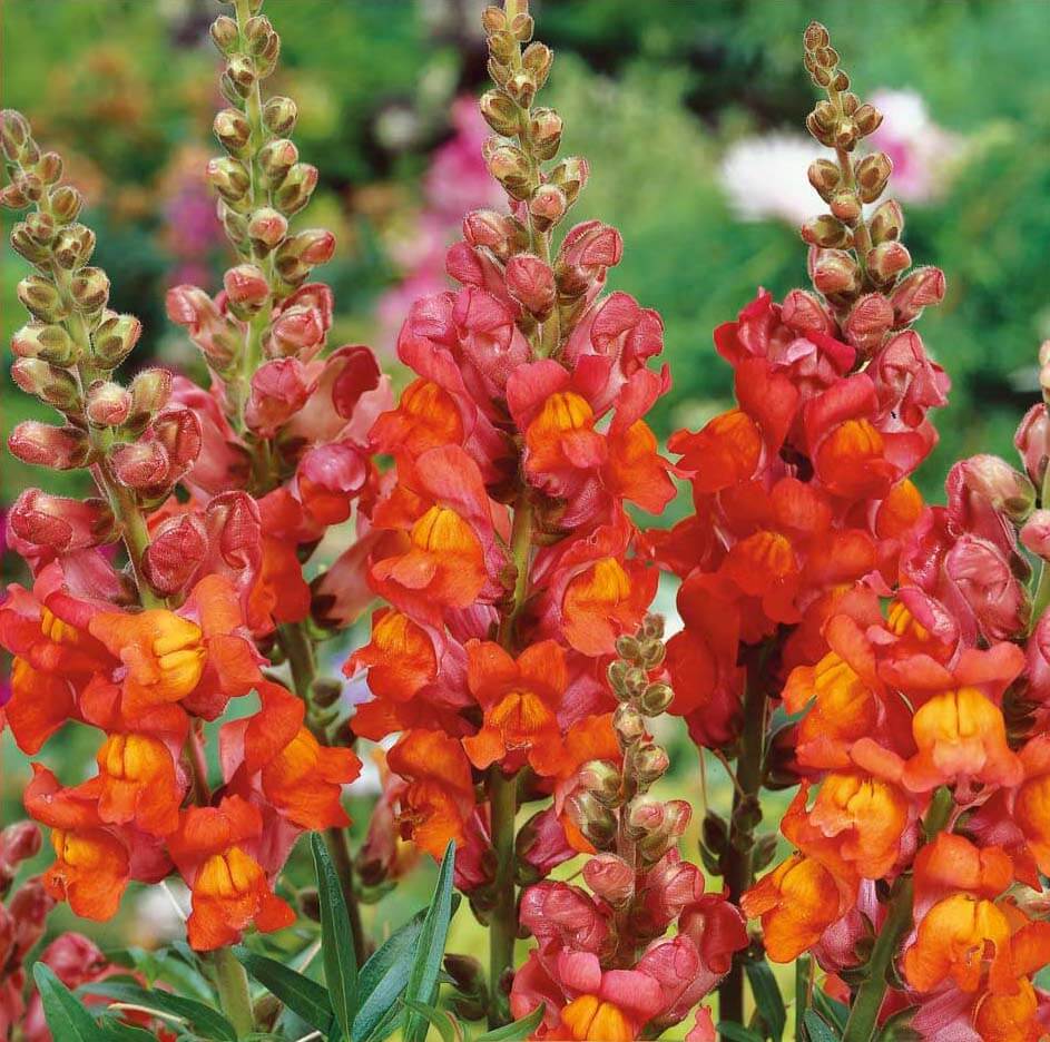 Orange Wonder Snapdragon