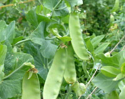 Oregon Giant Peas