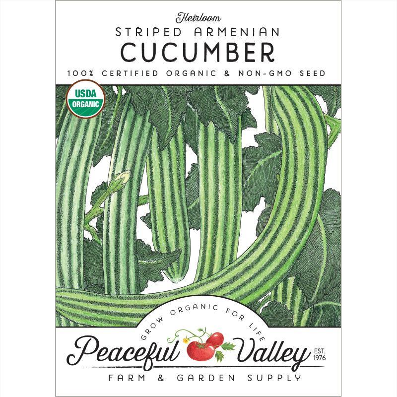 Striped Cucumber