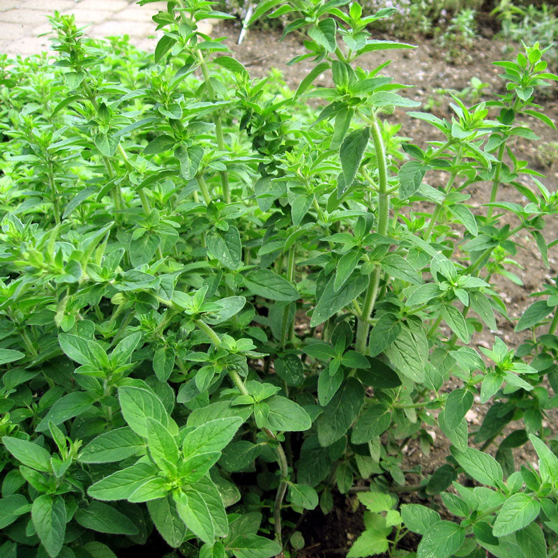 Organic Oregano, Italian